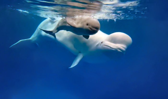 В России впервые в неволе родился детеныш белого кита (Видео)