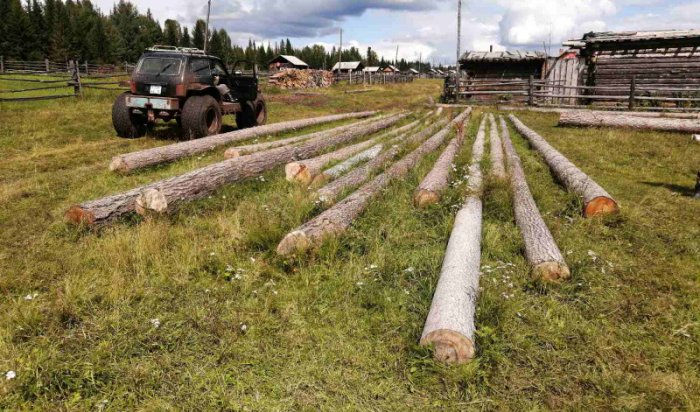 В Приангарье полицейские пресекли незаконную рубку древесины на сумму более 1,2 млн рублей