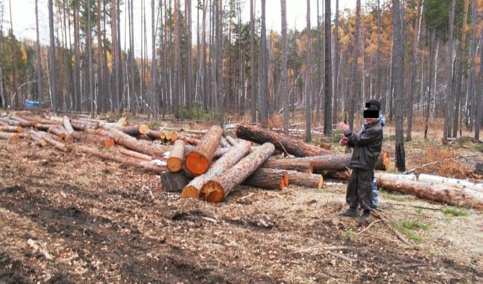 Двое мужчин осуждены за незаконную рубку 35 деревьев в Черемховском лесничестве