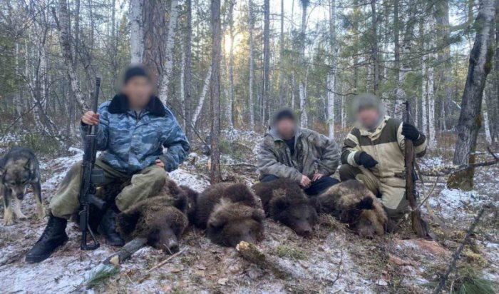 В Иркутской области браконьеры застрелили медведицу и трех ее медвежат