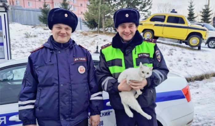 В Тулуне полицейские спасли кошку, просидевшую несколько дней на высоком дереве