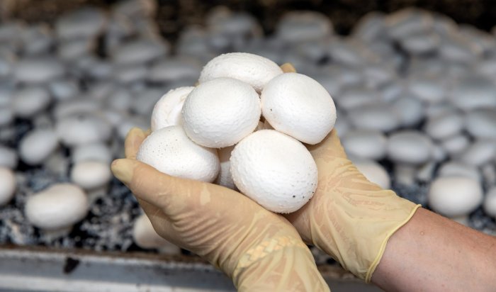 На единственной в Приангарье грибной ферме собрали рекордные 250 тонн шампиньонов