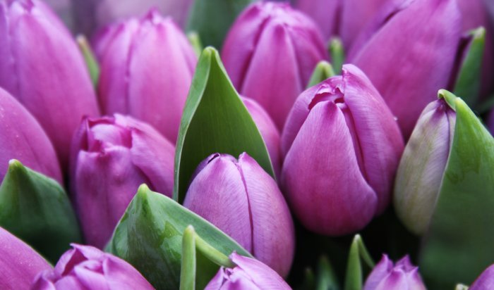 В Иркутске к 14 февраля вырастят 3,5 тысячи тюльпанов и нарциссов