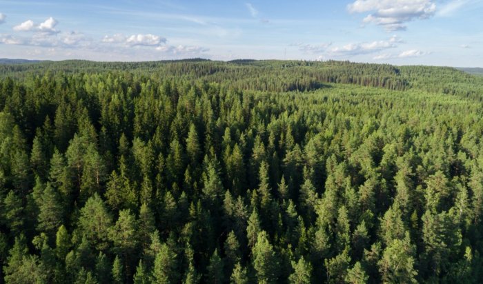 Почти 30 тысяч га леса обработают в 2022 году от вредителей в Иркутской области