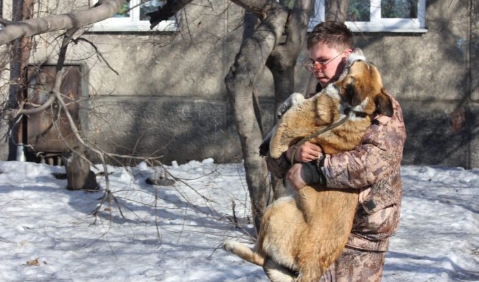 Более 70 безнадзорных собак отловили в Иркутске с начала января