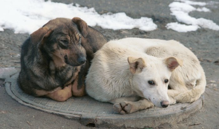 16 опасных мест, где встречаются бездомные собаки, отметили на карте Иркутска