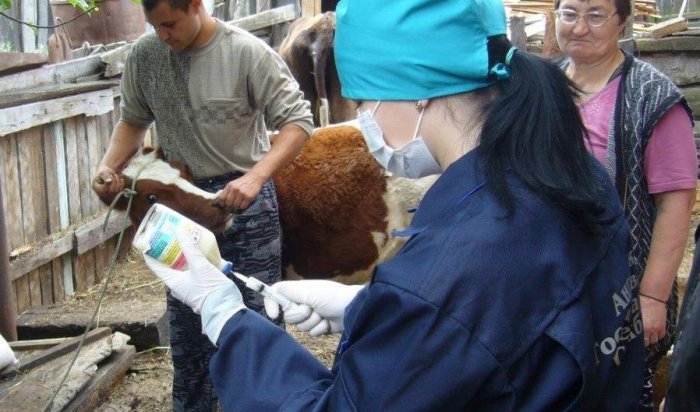 В Приангарье ветеринары проведут около 850 тысяч исследований на инфекционные заболевания