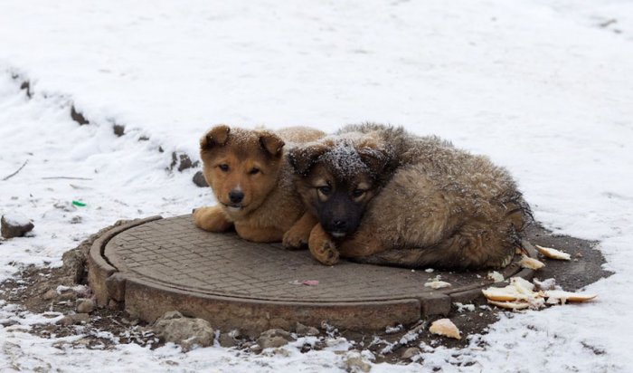Депутаты иркутской думы запретили кормить бездомных собак и строить им будки