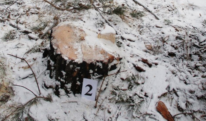 В Иркутской области осужден лидер «черных» лесорубов