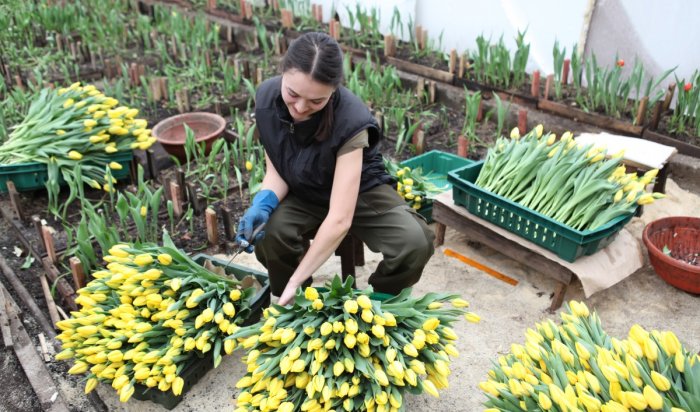 Иркутский «Горзеленхоз» планирует вырастить миллион тюльпанов к  2025 году
