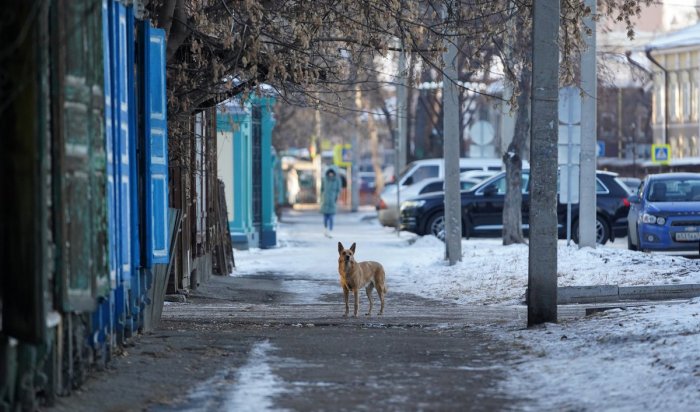 В Иркутской области объявлен конкурс по предоставлению грантов на создание приютов для животных