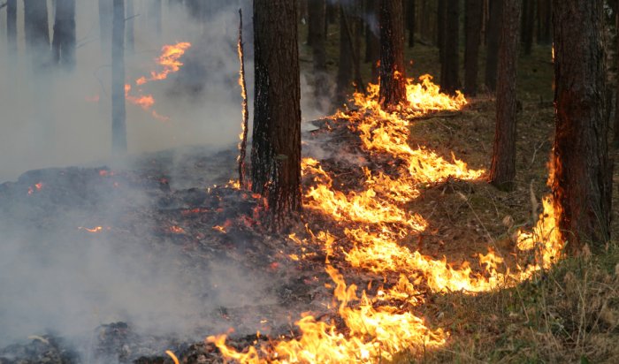 Тракторист Иркутского лесхоза погиб при тушении природного пожара