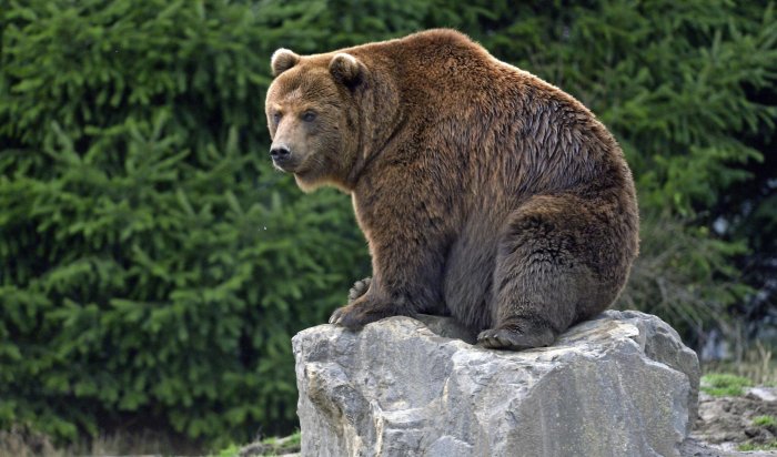 На КБЖД туристы столкнулись с медведем (Видео)