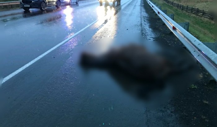 В Нижнеудинском районе автомобилист насмерть сбил лошадь
