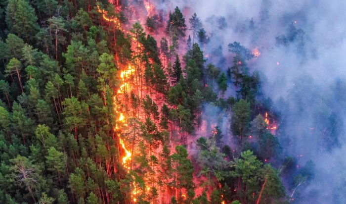 Площадь лесных пожаров в Иркутской области составляет 12 454,5 га
