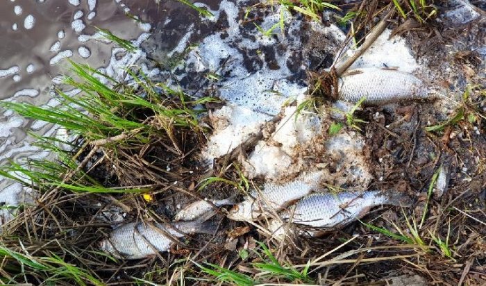 В реке Вихоревка массово погибла рыба из-за сточных вод
