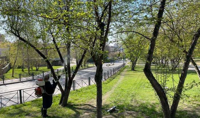 В Иркутске завершили первый этап обработки деревьев от горностаевой моли