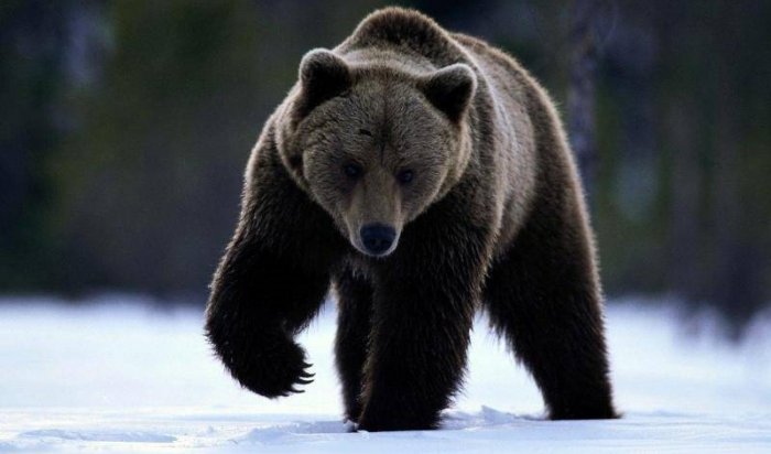 СМИ: В Якутии вахтовики взорвали медведя