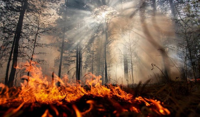Пять лесных пожаров действуют в Иркутской области