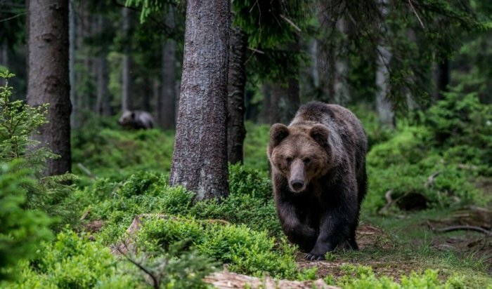 В Тулунском районе раненый медведь убил охотника
