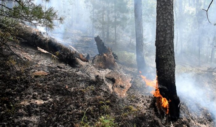 Пять лесных пожаров действуют в Иркутской области