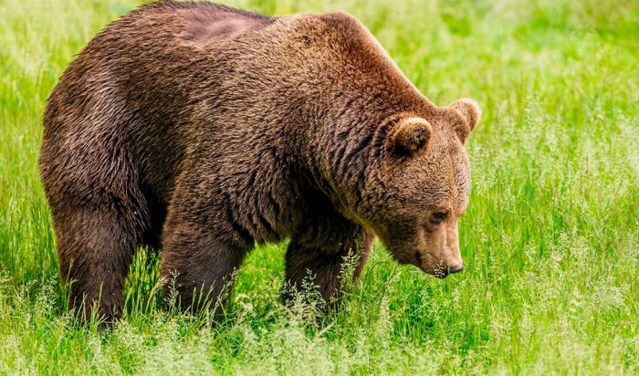 Из иркутского питомника «К-9» сбежал трехлапый медведь