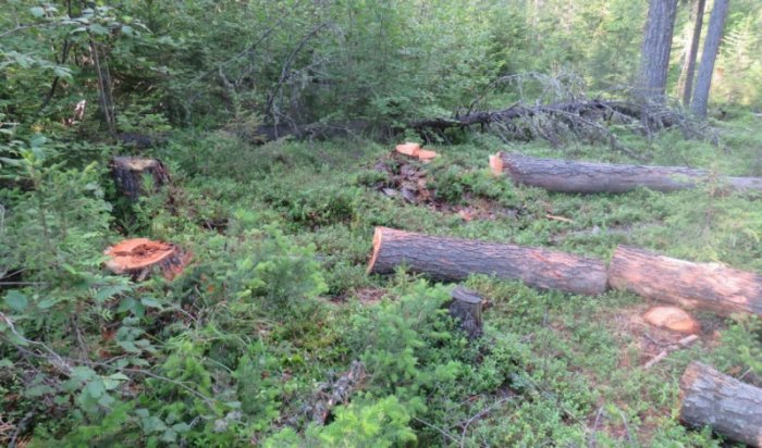Семь лет тюрьмы грозит двум жителям Приангарья за 20 срубленных деревьев