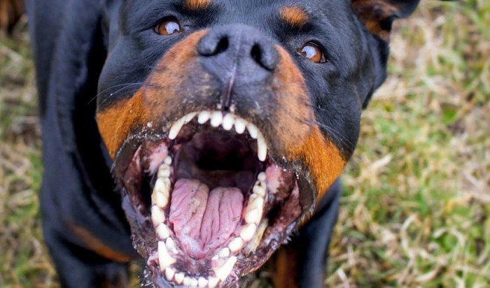 В Иркутском районе полицейские спасли семью от агрессивной собаки