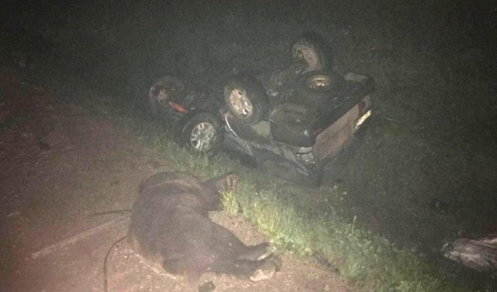 В Нижнеилимском районе водитель иномарки погиб, сбив медведя и врезавшись в КамАЗ
