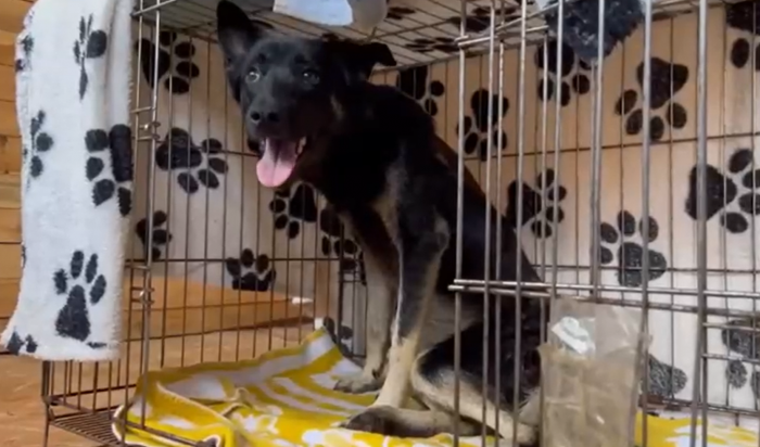В Братске полицейские спасли раненую собаку (Видео)