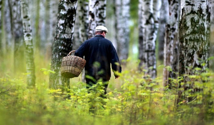 Четыре человека потерялись в лесах Иркутской области за сутки