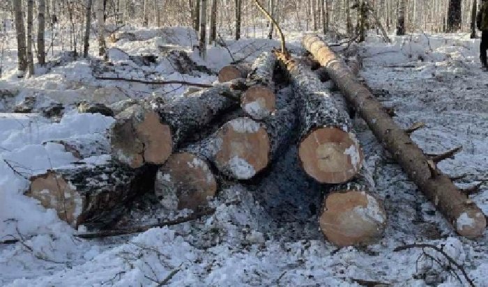 10 человек осуждены за незаконную рубку леса в Чунском районе