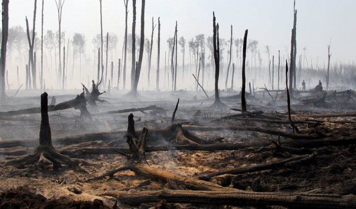 Два лесных пожара ликвидировали за сутки в Иркутской области