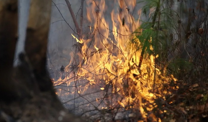 В Иркутском районе мужчина устроил лесной пожар из-за непотушенного окурка