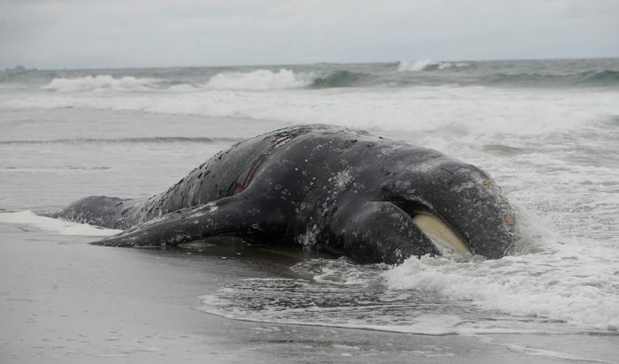 На юге Аргентины обнаружены 18 мертвых китов