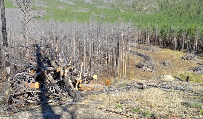 Специалисты из «Заповедного Прибайкалья» просят волонтеров помочь с лесовосстановлением
