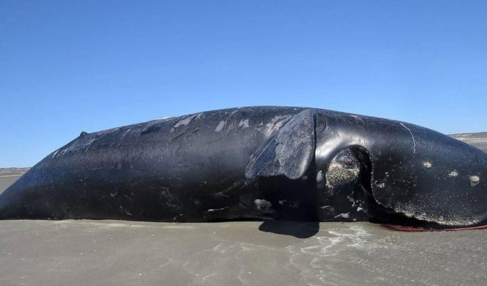 На побережье Аргентины обнаружены 30 мертвых китов (Видео)