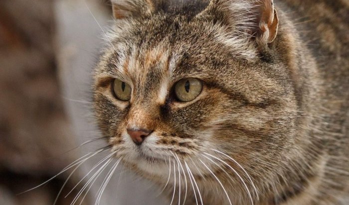 13 кошек погибло при пожаре в приюте «Пять звезд» в Карлуке