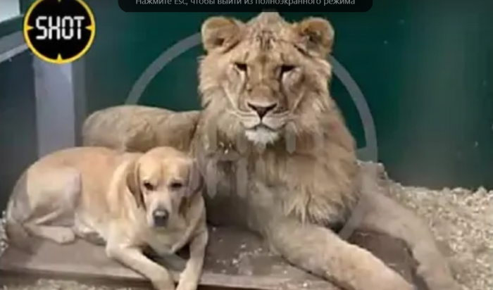 В иркутском зоопарке собака стала приемной мамой львенка (Видео)