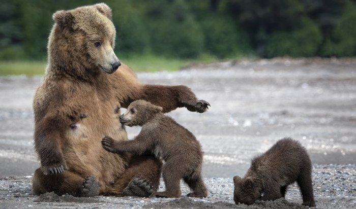 Четырех жителей Приангарья осудили за незаконную добычу медведицы с медвежатами