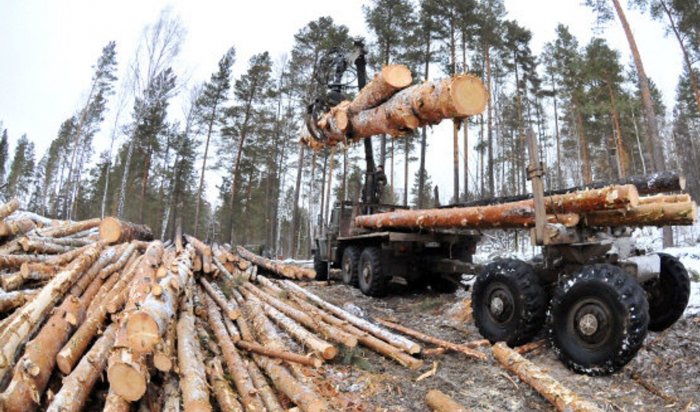 Троих мужчин будут судить за незаконную рубку леса в Иркутской области