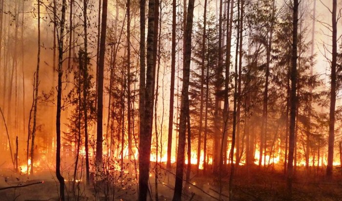 В Качугском районе мужчину осудили за лесной пожар