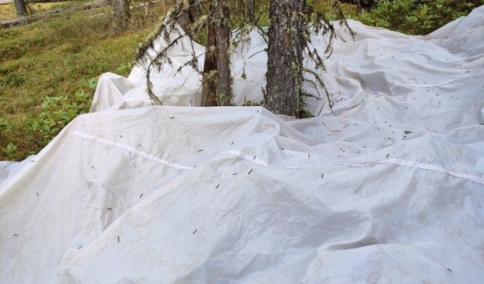 Более 34 тысяч гектаров леса Приангарья обработают от сибирского шелкопряда