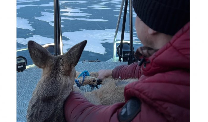 На Байкале очевидцы спасли косулю со льда (Видео)