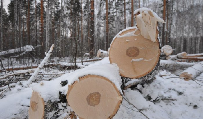 В Боханском районе осудили двух мужчин за незаконную рубку леса на сумму более 500 тысяч рублей