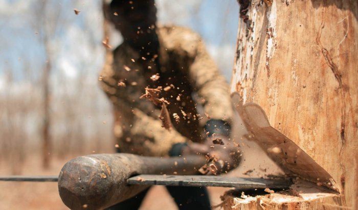 В Приангарье четверо местных жителей получили срок за незаконную рубку леса