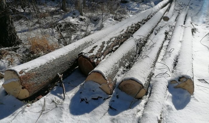 51-летний мужчина из Нижнеудинского района незаконно спилил 15 деревьев