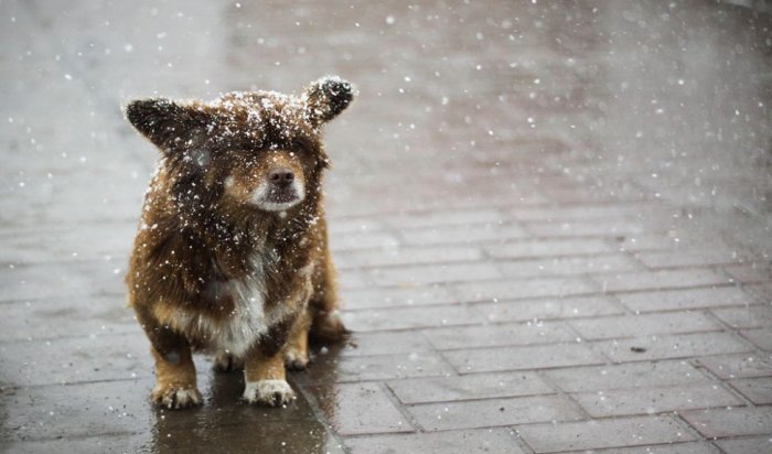Мокрый снег, дождь и ветер ожидаются 28 марта в Иркутской области