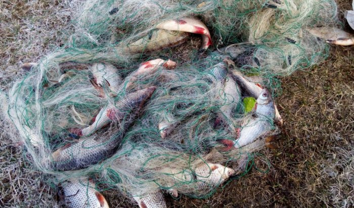 Двух жителей Жигаловского района оштрафовали за незаконную ловлю рыбы в период нереста