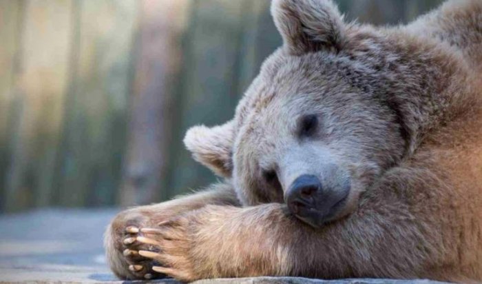 В Прибайкальском нацпарке проснулись медведи